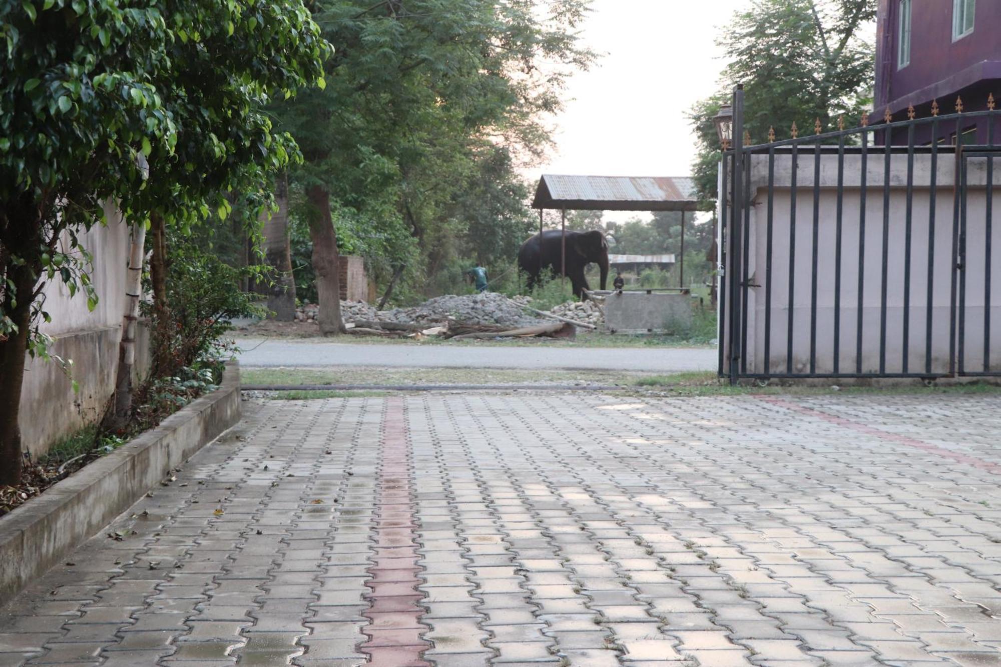 Hotel Flycatcher Chitwan- A Jungle Safari Home Sauraha Eksteriør bilde