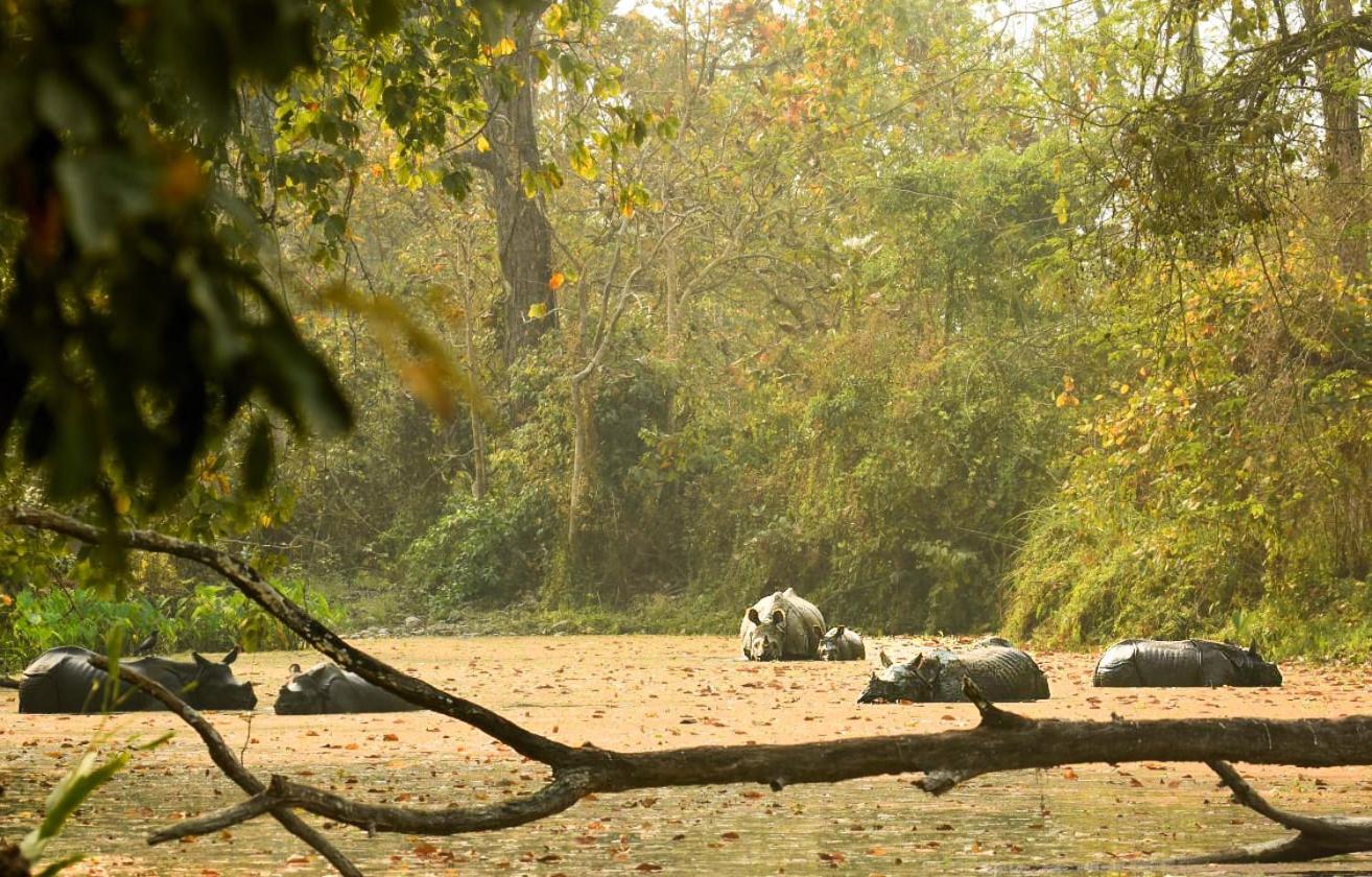 Hotel Flycatcher Chitwan- A Jungle Safari Home Sauraha Eksteriør bilde